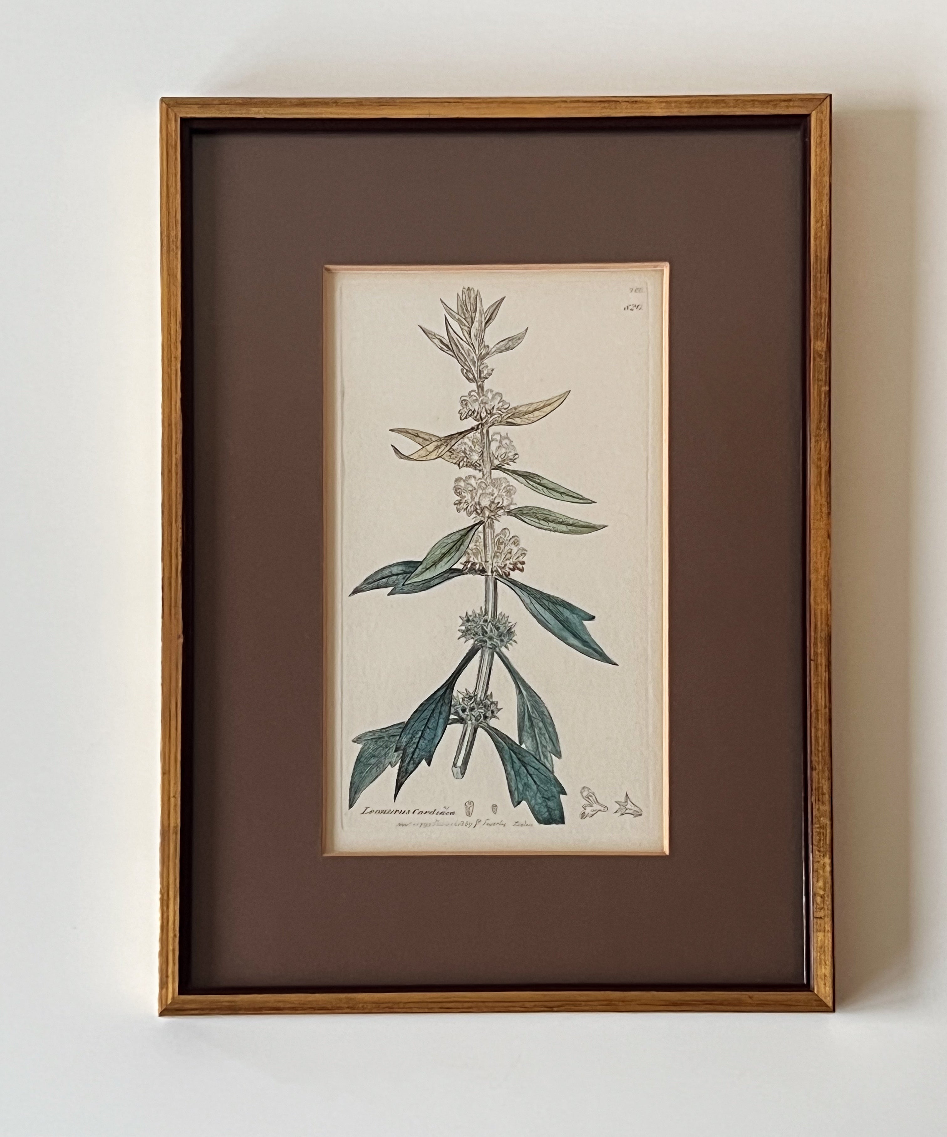 botanische prenten in houten lijst – set van 2 – pre-loved Noii HOME