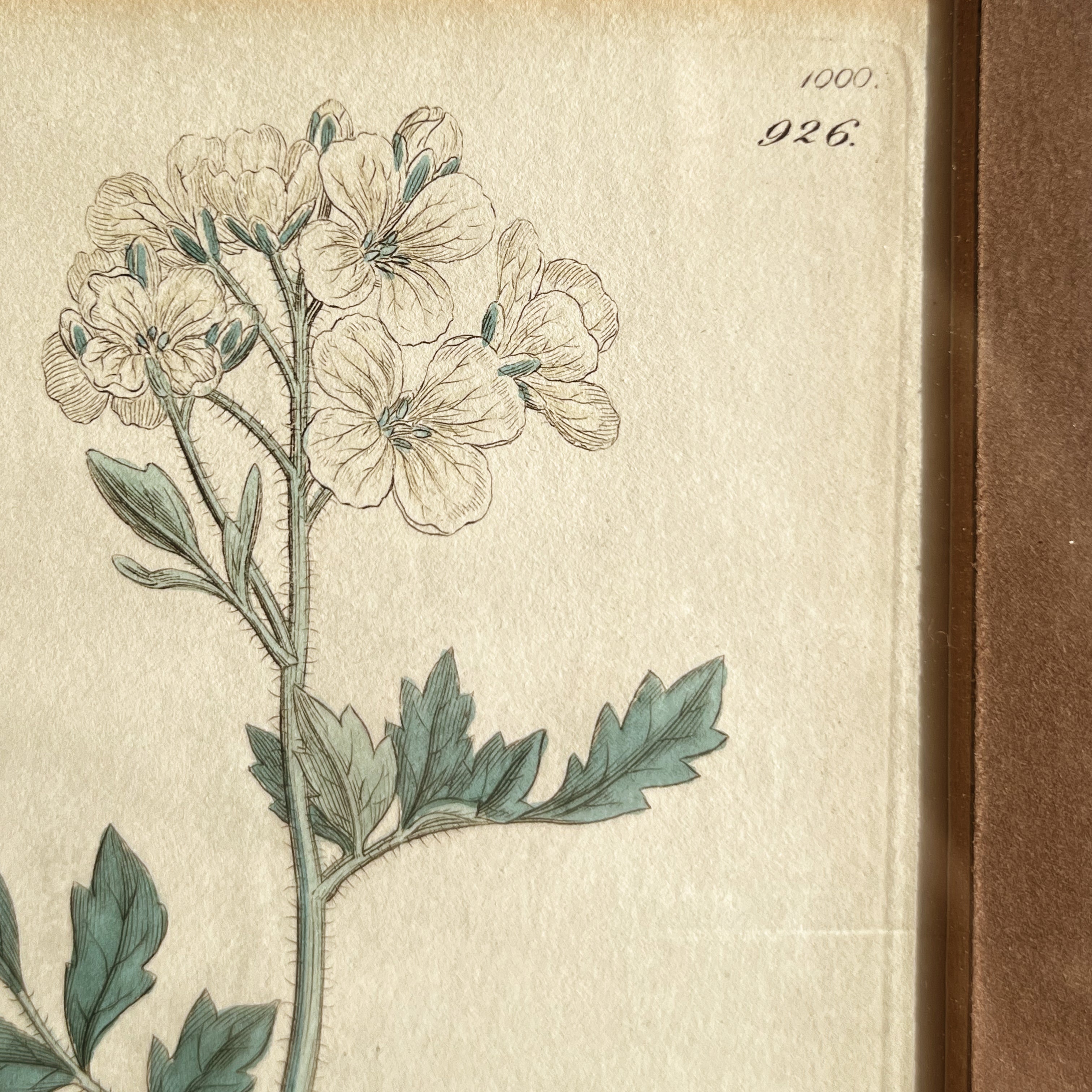 botanische prenten in houten lijst – set van 2 – pre-loved Noii HOME