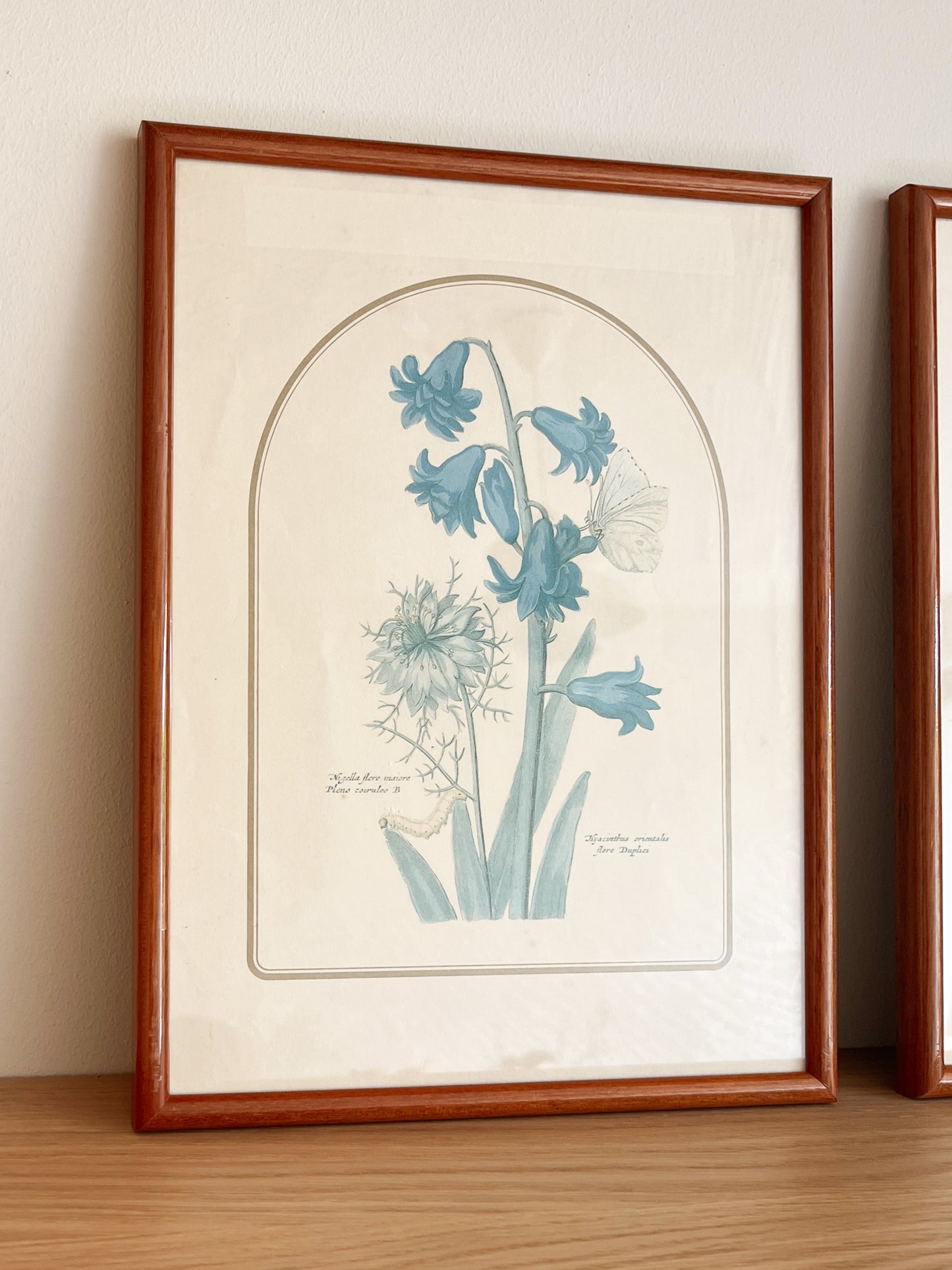 Botanical prints - walnut colored frame