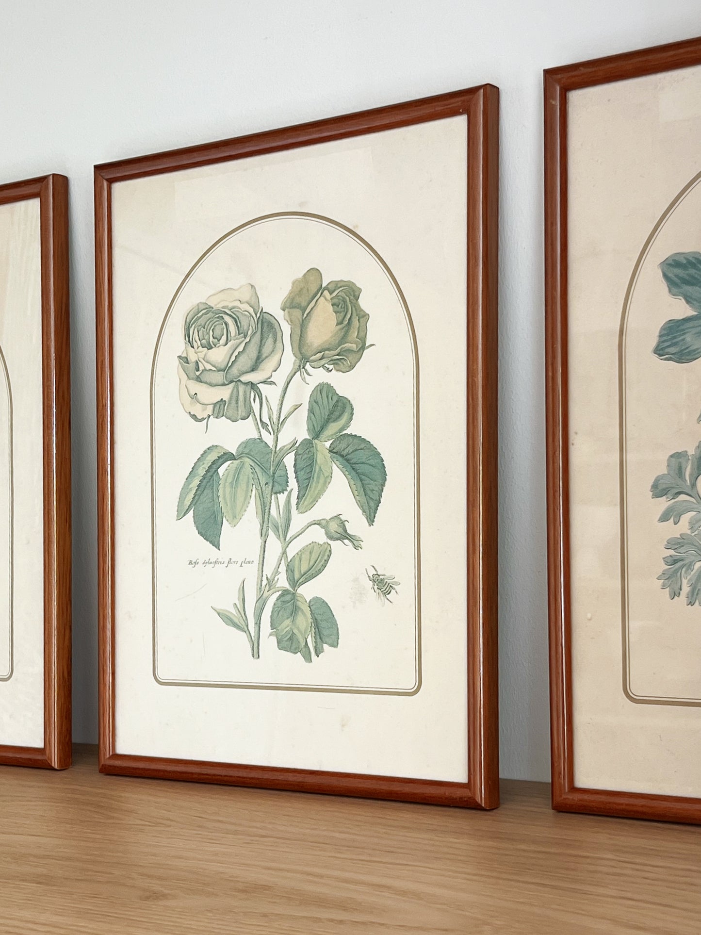 Botanical prints - walnut colored frame