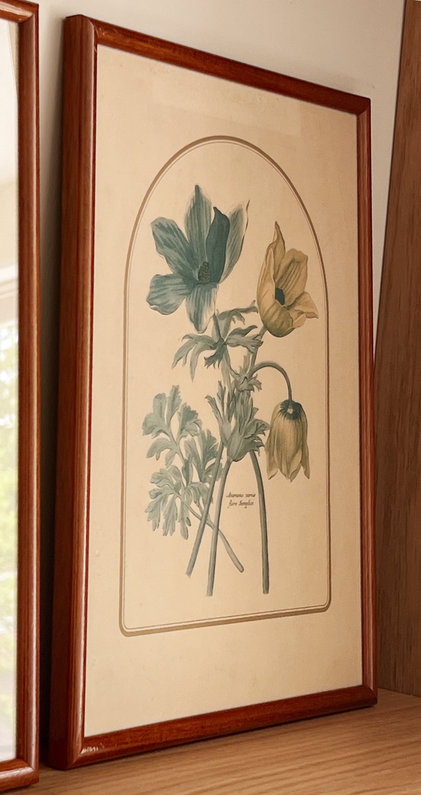 Botanical prints - walnut colored frame