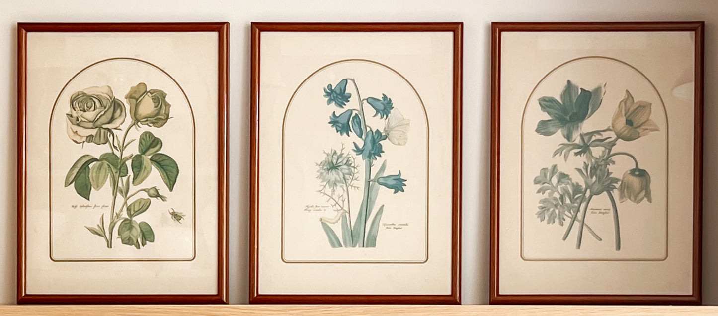 Botanical prints - walnut colored frame